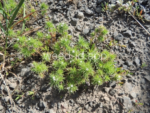 navarretia, needle-leaf